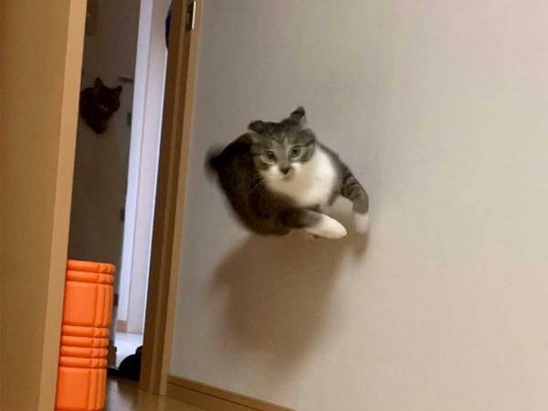 「映画のワンシーンみたい！」　飼い主が撮影した１枚が…？