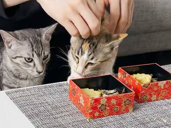 ２匹の子猫が食べているのは…？　「私よりいいモノ食べてる！」