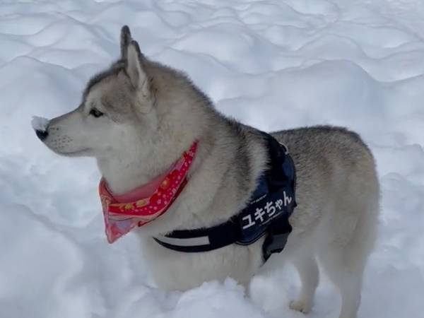 楽しみ方が斜め上…！　積雪を見たシベリアンハスキーが？