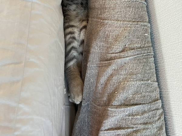 帰宅したら子猫がいない！　飼い主が焦って探した結果に「分かる」「我が家も」