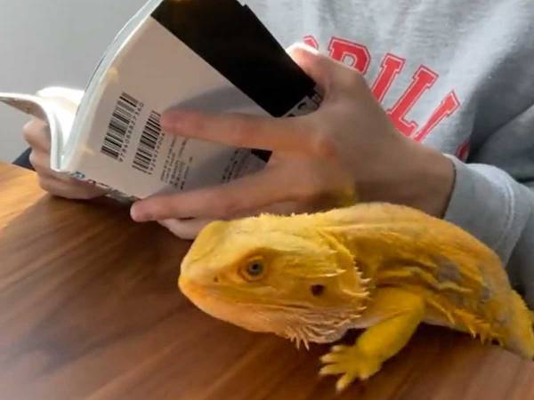 こたつに登ろうとして…？　オチに「申し訳ないけど笑う」