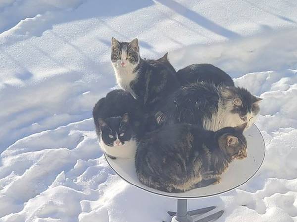 猫様、お願いだから気に入らないで…！　庭を写した１枚に１７万『いいね』