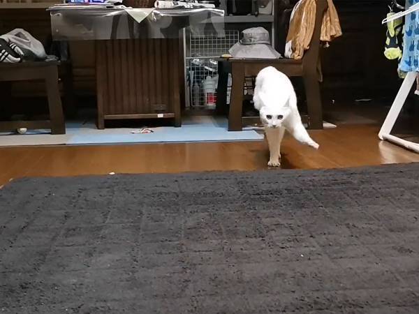 「オラオラァ！」　歩き方が独特な、１３秒の『猫動画』に注目集まる