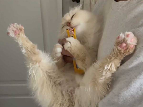 ドライヤー中の猫　気を紛らわすために『ちゅ～る』をあげると…？