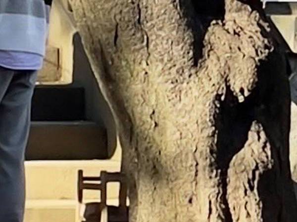 初詣のため訪れた神社で目にしたもの　「昔話に出てきそう」「自然ってすごい」