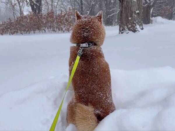 体に雪を積もらせる柴犬　見た人が思わずうなずくであろう、飼い主の『名言』がこちら