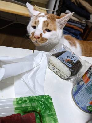 「中に人が入っていそう…」　ローストビーフが欲しい猫の表情に、吹き出す人が続出