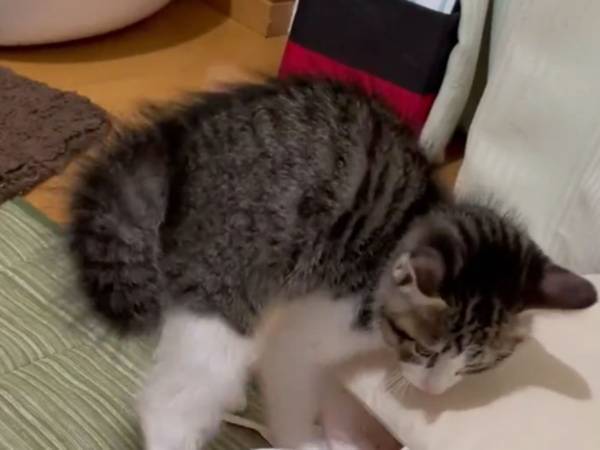 子猫の『やんのかステップ』に絶賛の声　威嚇していた相手は？