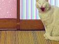 猫が破いてボロボロになった障子　和紙の代わりに貼ったもので「猫が暇になった」