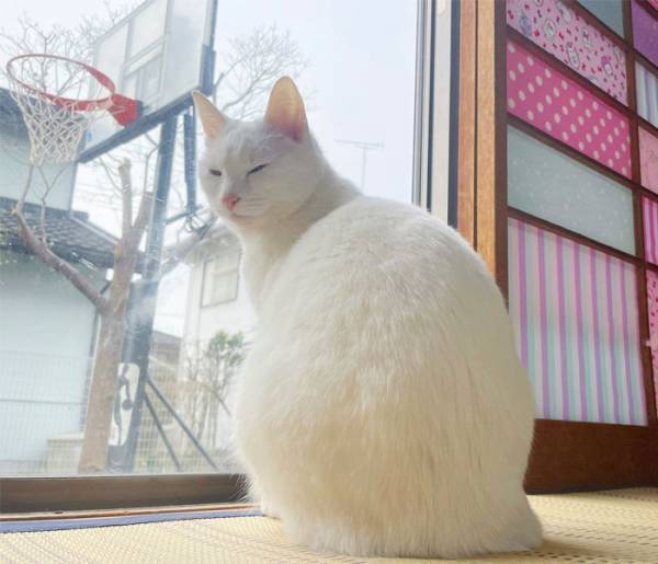 猫が破いてボロボロになった障子　和紙の代わりに貼ったもので「猫が暇になった」