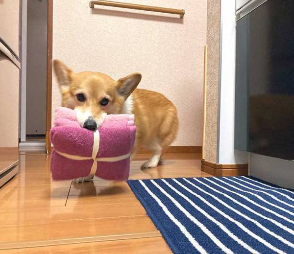 タオルを買ってきた飼い主　犬が、勘違いして…？