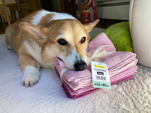 タオルを買ってきた飼い主　犬が、勘違いして…？
