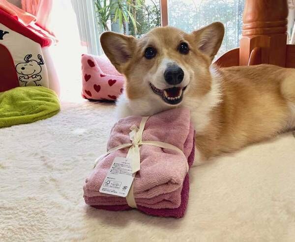 タオルを買ってきた飼い主　犬が、勘違いして…？