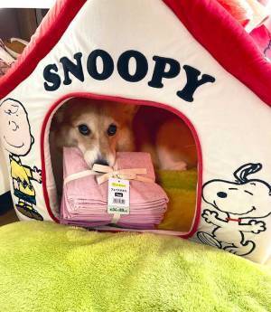 タオルを買ってきた飼い主　犬が、勘違いして…？