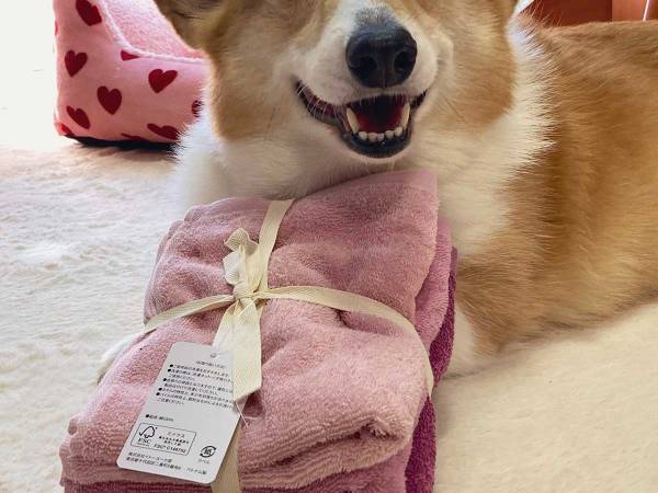 タオルを買ってきた飼い主　犬が、勘違いして…？