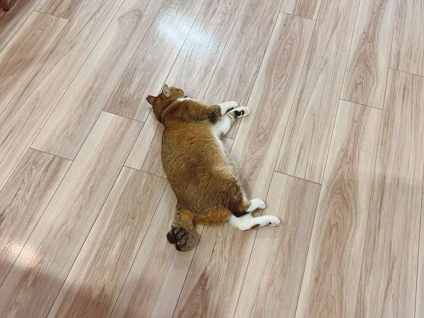 「お姉ちゃんに無理矢理乗って、怒られた結果です」　あからさま！