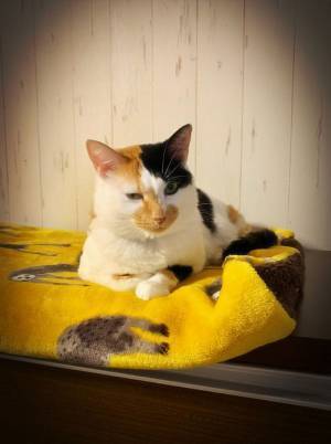 「お姉ちゃんに無理矢理乗って、怒られた結果です」　あからさま！