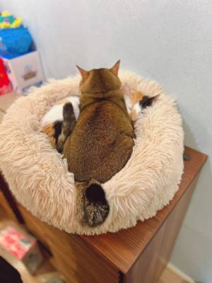 「お姉ちゃんに無理矢理乗って、怒られた結果です」　あからさま！