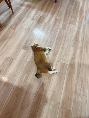 「お姉ちゃんに無理矢理乗って、怒られた結果です」　あからさま！