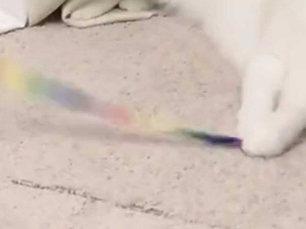 飼い主「大縄跳び苦手な人じゃん」　お尻をフリフリする猫が…？