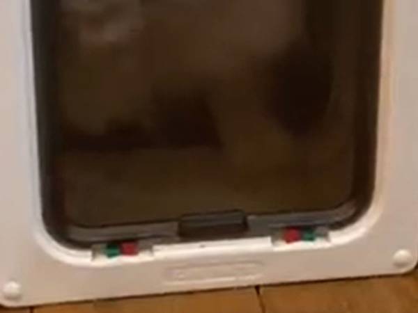 「開かないニャ！」　リビングに入れなくなった猫の姿に「コントみたい」