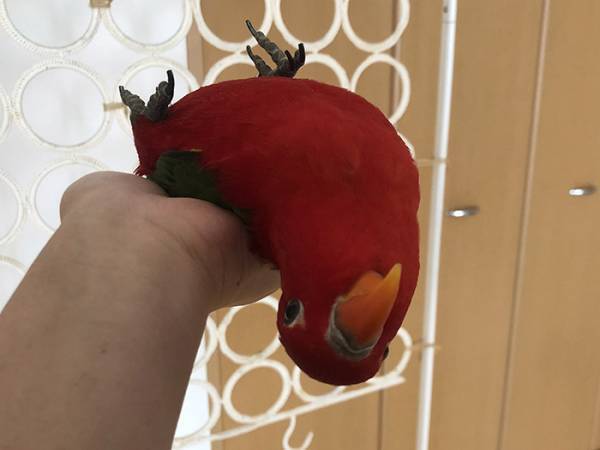 「違う、そうじゃない」「笑うわ！」　シュールすぎるインコの『手乗り』がこちら