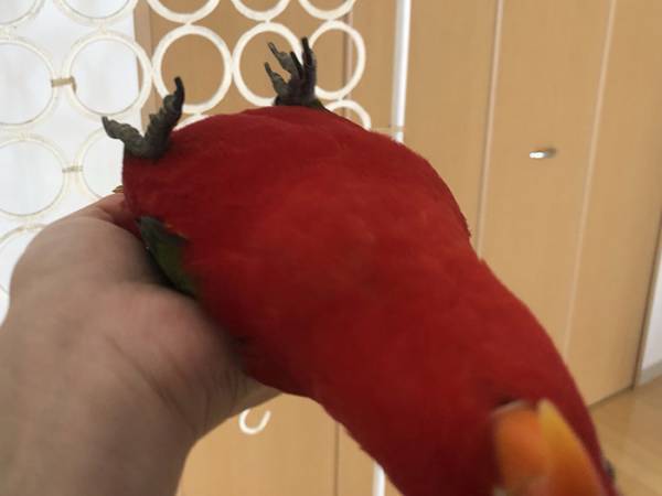 「違う、そうじゃない」「笑うわ！」　シュールすぎるインコの『手乗り』がこちら