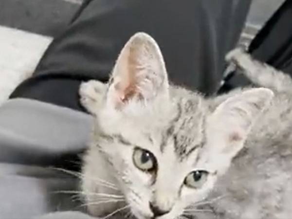 指をしゃぶりたい猫　思う存分させると「最後の破壊力がヤバい」