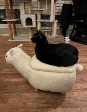 動物がデザインのオットマンを買ったら…　飼い猫の姿に「シンクロしてる」