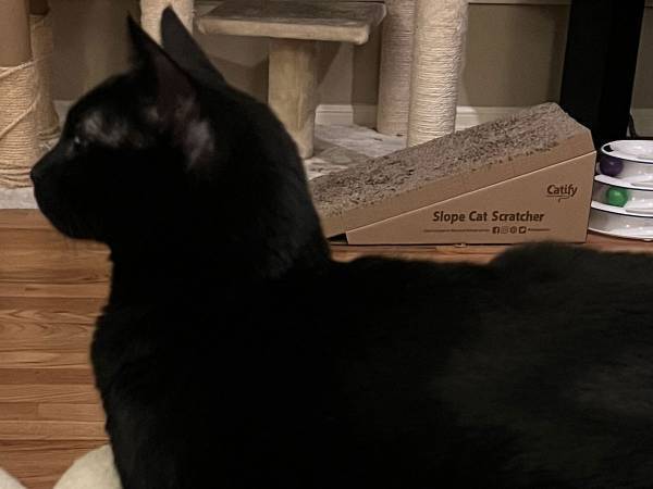 動物がデザインのオットマンを買ったら…　飼い猫の姿に「シンクロしてる」