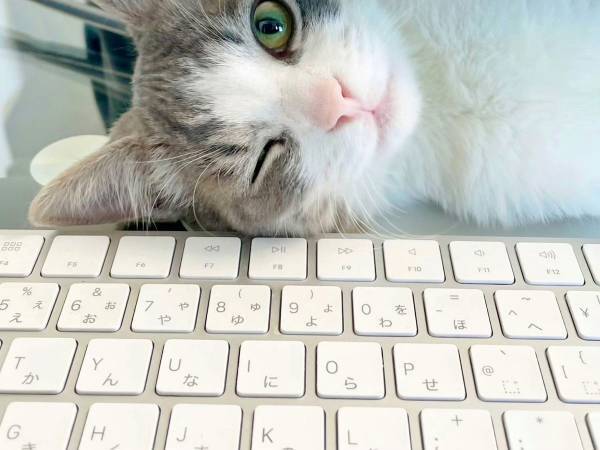 モニターの隙間から顔を出す子猫　１００点満点な表情に、目を奪われる