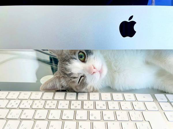 モニターの隙間から顔を出す子猫　１００点満点な表情に、目を奪われる