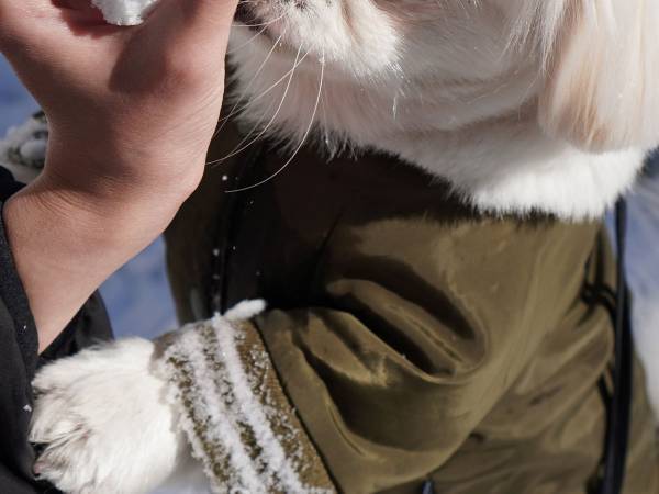 雪を見た犬が？　心の声がダダ漏れな写真に「瞳で何かを訴えている…」