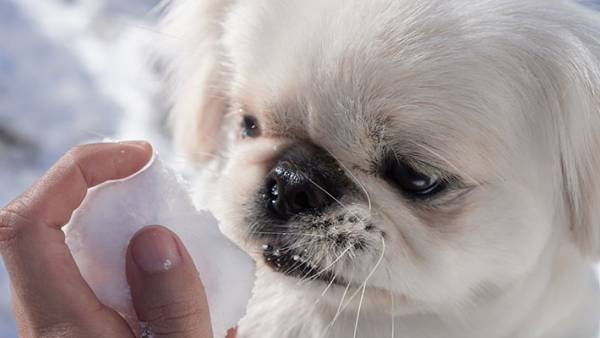 雪を見た犬が？　心の声がダダ漏れな写真に「瞳で何かを訴えている…」