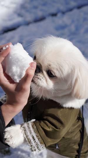 雪を見た犬が？　心の声がダダ漏れな写真に「瞳で何かを訴えている…」