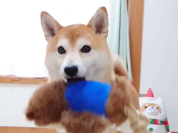 柴犬「…え？」　おもちゃを落とすほどの衝撃！　飼い主がかけたひと言とは