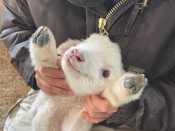 ヒツジの赤ちゃんのへその緒を確認すると？　撮影された１枚に、みーんなメロメロ