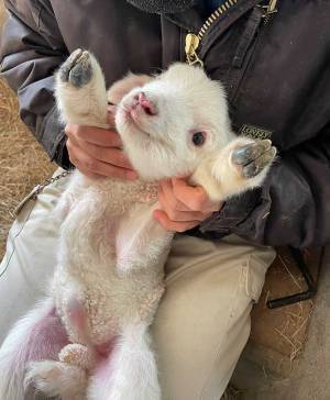 ヒツジの赤ちゃんのへその緒を確認すると？　撮影された１枚に、みーんなメロメロ