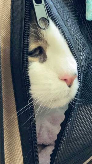 動物病院へ連れて行ったら…？　猫が見せた表情に悶絶！