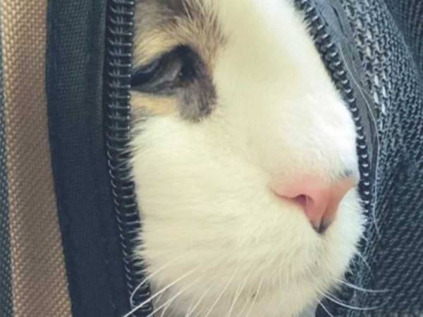 動物病院へ連れて行ったら…？　猫が見せた表情に悶絶！