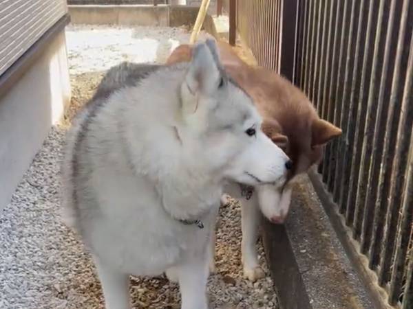 穴を掘ったシベリアンハスキー　飼い主にバレると？　「こいつがやりました…！」