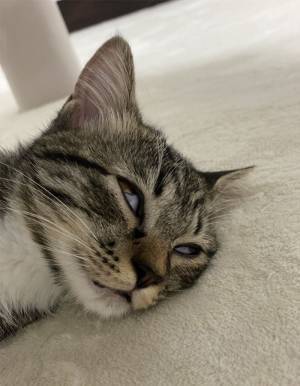 ホットカーペットにすべてを持って行かれた猫に「戻ってきて！」