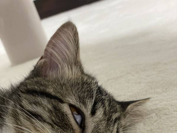 ホットカーペットにすべてを持って行かれた猫に「戻ってきて！」