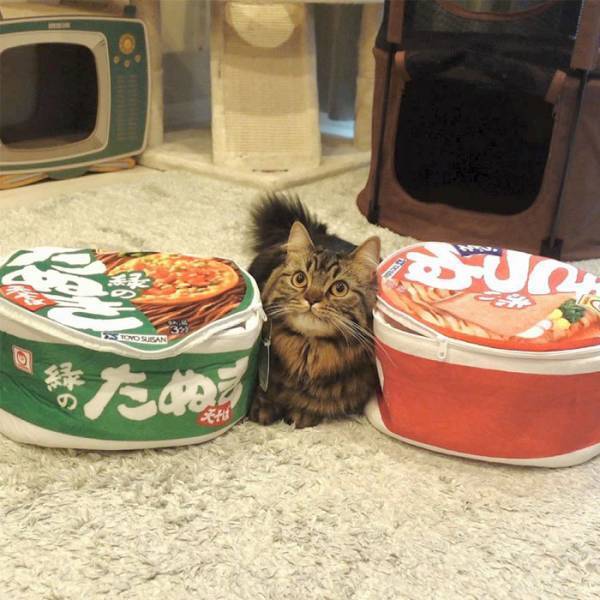 緑のたぬきと赤いきつねとの間にいたのは…　「いい並べ方」「我が家にも置きたい」