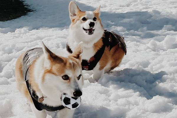 ボールで遊ぶコーギー　しかし、後ろを見ると…