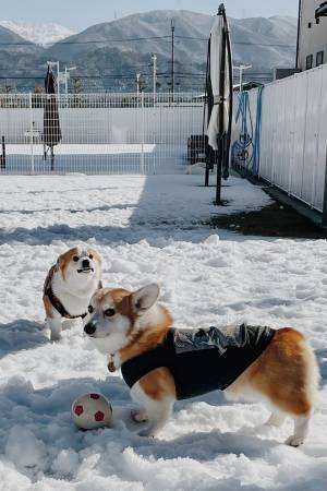 ボールで遊ぶコーギー　しかし、後ろを見ると…