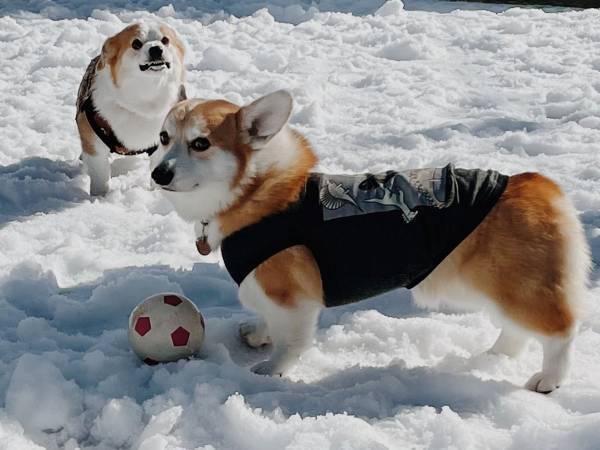 ボールで遊ぶコーギー　しかし、後ろを見ると…