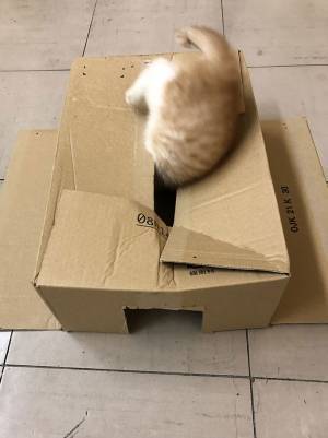 「面白い」「自ら道を切り開いていくスタイル」　子猫用のトンネルを作った飼い主　その結果…？