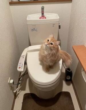 トイレのドアを開けると…　猫が居座っていた姿に「プロの手口だ」