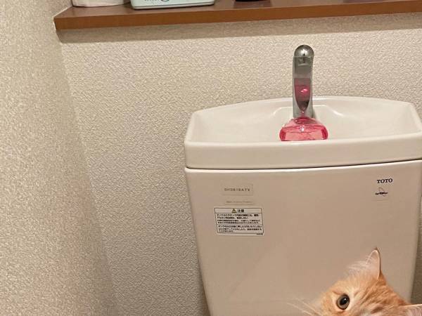 トイレのドアを開けると…　猫が居座っていた姿に「プロの手口だ」